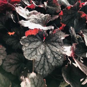 Meet your Posher, Tahmina